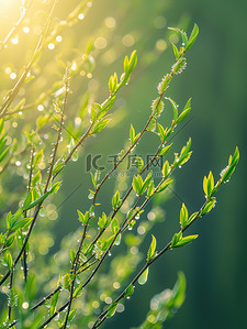 阳光背景图片_春天阳光明媚树叶设计