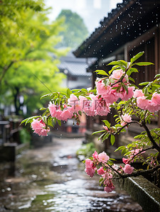 樱花背景图片_江南风光古镇的春天雨水背景素材