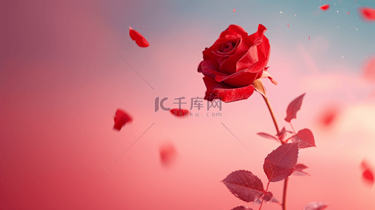 一枝玫瑰背景图片_红色玫瑰喜庆背景17