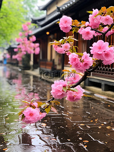 樱花背景图片_江南风光古镇的春天雨水背景素材