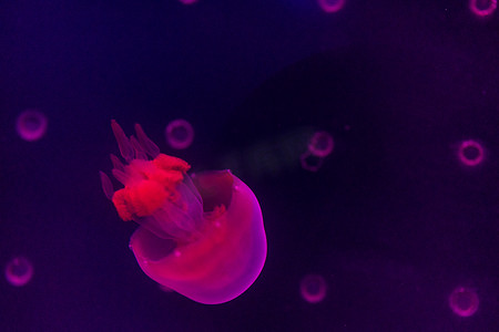 水族馆海洋动物鱼类水母
