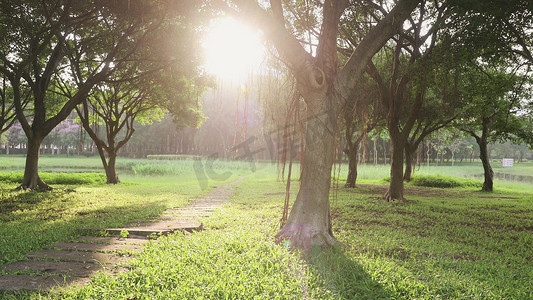 实拍早晨清晨阳光照射树林树影