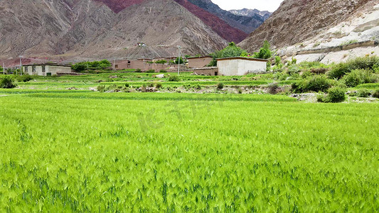 航拍藏族最美乡村青稞地庄家农业