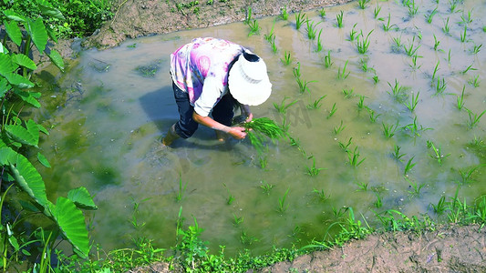 实拍农民阿姨弯腰种植秧苗