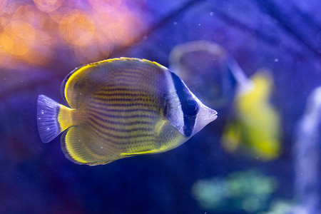 水族馆海洋动物鱼类水母