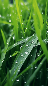谷雨节气春天叶子上的雨珠图片