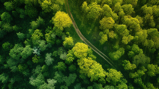 俯瞰绿色大自然美景植树节森林摄影图1