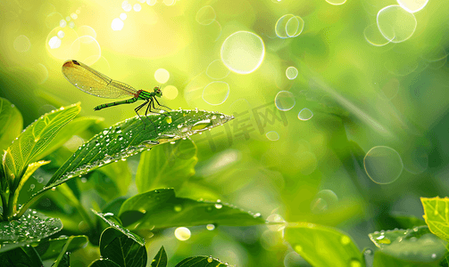雨天绿叶上的蜻蜓摄影7