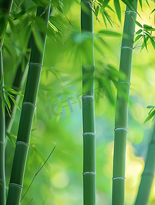 竹林摄影照片_春天绿色的竹林竹子摄影配图