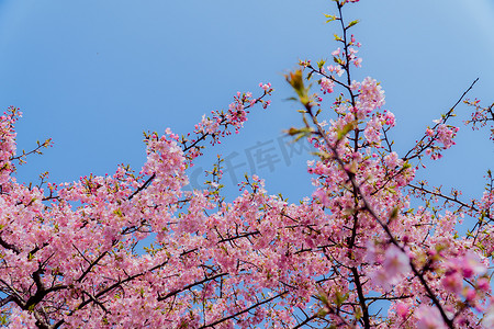 三月初辰山植物园盛开的河津樱