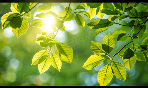 在树下说话的男女摄影照片_夏天新鲜的树叶在阳光下发光
