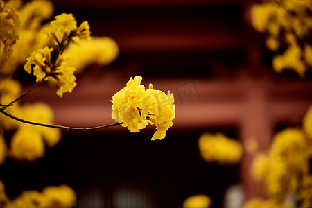 春天春季特写花朵风景摄影图