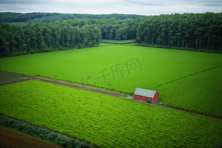 绿色草地摄影照片_绿色农场菜地摄影图8