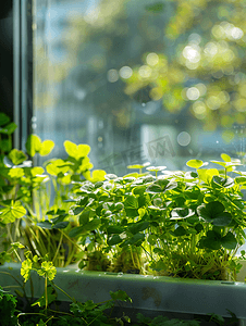 简约绿色清新植物摄影照片_窗台水培绿植