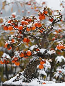 霜降清新摄影照片_柿柿如意树木