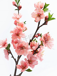 粉色唯美桃花摄影照片_桃花盛开植物