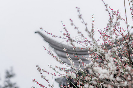 盛开的梅花摄影照片_苏州可园里盛开的梅花