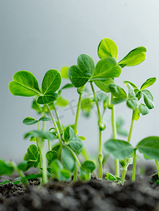 豌豆苗发芽植物