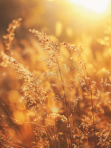 简约草地背景摄影照片_日出阳光下的秋意草丛