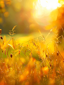 简约草地背景摄影照片_日出阳光下的秋意草丛