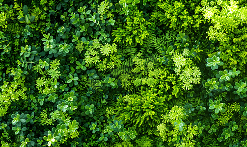 春天绿色植物摄影照片_绿色植物树木结构仰拍清新