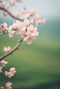 桃树上的桃花摄影图片