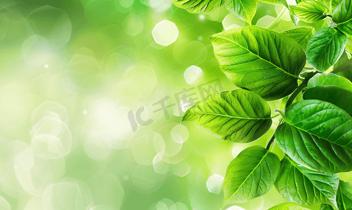 春天绿色素材摄影照片_自然绿色树叶素材
