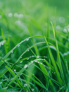 小草雨水露珠