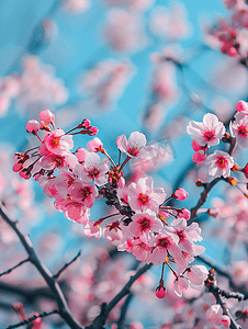 春暖花开背景摄影照片_正在盛开的樱花