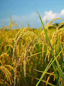 丰收的稻田农业
