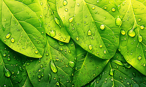 入梅摄影照片_雨后清新树叶水滴纹理特写背景