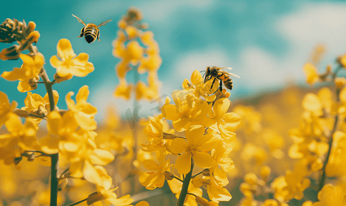 蜜蜂采蜜油菜花蜜