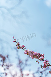 蓝天下的粉色山桃花