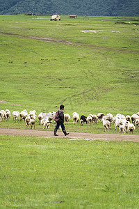 草原上的放羊人图片