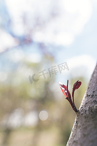 发芽枝丫春天生机图片