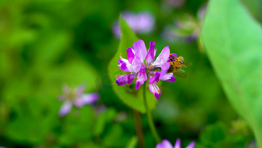 实拍春天辛勤的蜜蜂采蜜紫云英花朵自然风景特写