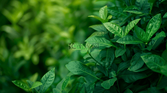 绿色植物装饰纹理背景9
