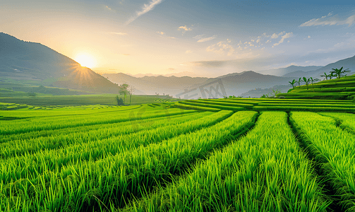 生长的水稻稻田