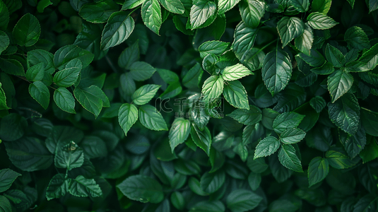 绿色植物装饰纹理背景8