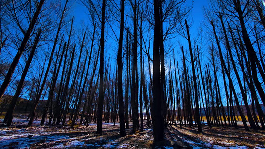 逆光树林摄影照片_唯美实拍冬季阳光透过树林