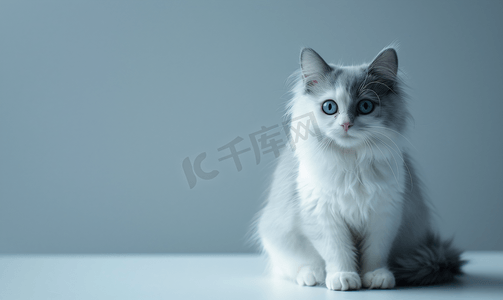 可爱治愈摄影照片_英短蓝白猫动物日