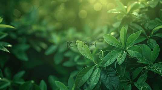 绿色植物装饰纹理背景20
