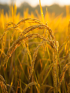 金黄色图片摄影照片_芒种时节金色的稻田