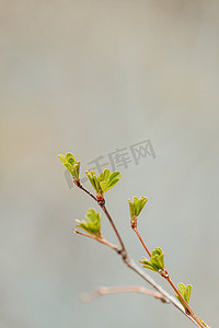 枯枝摄影照片_春天里抽出新芽的枯枝