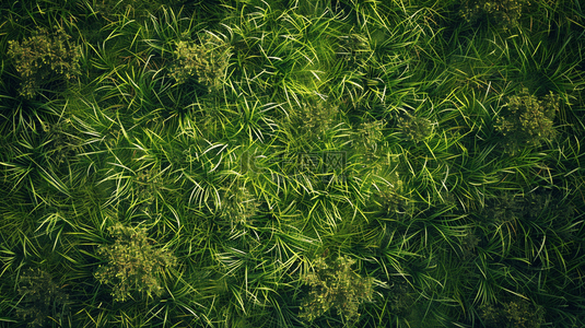 绿色草地俯视装饰背景19