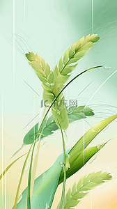 稻田背景背景图片_春天春雨谷雨节气麦穗背景