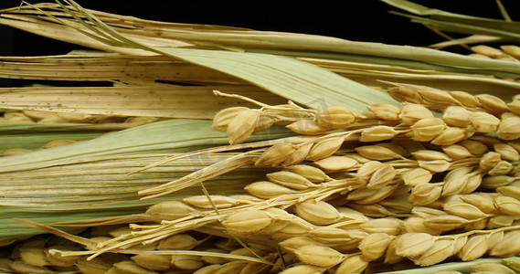 运镜稻穗稻谷大米水稻粮食餐饮农业产品介绍电视营销宣传素材