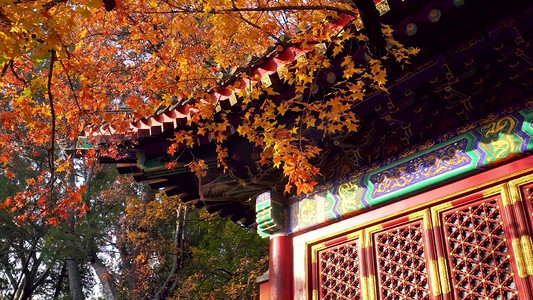 秋天红枫和古建筑红墙实拍1080
