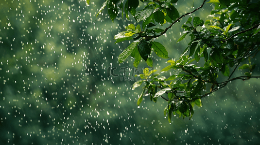 雨季背景图片_雨季下雨公园里树叶叶片纹理的背景16