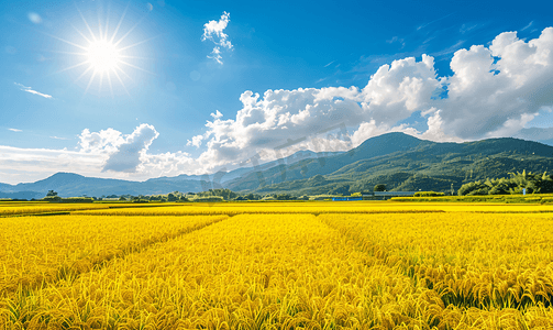 金色立体字摄影照片_芒种时节金色的稻田